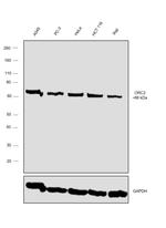 ORC2 Antibody in Western Blot (WB)