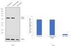 ORC2 Antibody in Western Blot (WB)