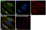 C2orf33 Antibody in Immunocytochemistry (ICC/IF)