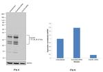 C2orf33 Antibody