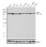 Mgea5 Antibody in Western Blot (WB)