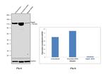 Mgea5 Antibody