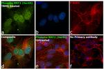 Phospho-Nrf2 (Ser40) Antibody