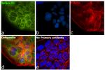 SERPINH1 Antibody in Immunocytochemistry (ICC/IF)