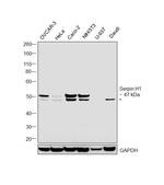 SERPINH1 Antibody in Western Blot (WB)