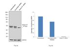 SERPINH1 Antibody in Western Blot (WB)