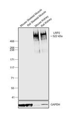 LRP2 Antibody in Western Blot (WB)