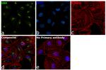 GBA Antibody in Immunocytochemistry (ICC/IF)