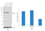 GBA Antibody