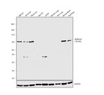 SEMA3A Antibody