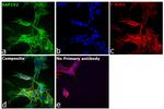 SAP102 Antibody in Immunocytochemistry (ICC/IF)