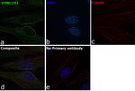 DYNC1H1 Antibody in Immunocytochemistry (ICC/IF)