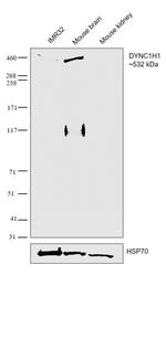 DYNC1H1 Antibody in Western Blot (WB)