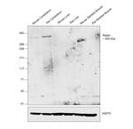 Reelin Antibody in Western Blot (WB)