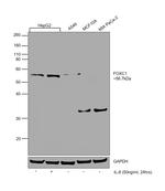 FOXC1 Antibody in Western Blot (WB)