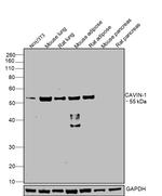 PTRF Antibody in Western Blot (WB)