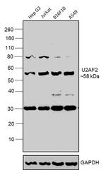 U2AF2 Antibody in Western Blot (WB)