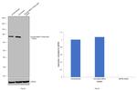 Nuclear Matrix Protein p84 Antibody in Western Blot (WB)