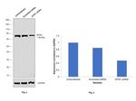 BTRC Antibody