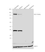 KCC2 Antibody in Western Blot (WB)