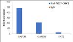 ORC2 Antibody in ChIP Assay (ChIP)