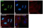 ORC2 Antibody in Immunocytochemistry (ICC/IF)