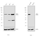 ORC2 Antibody in Western Blot (WB)