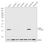 VAMP8 Antibody