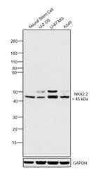 Nkx2.2 Antibody in Western Blot (WB)