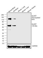 GLAST Antibody in Western Blot (WB)