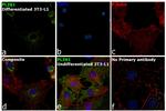 Perilipin 1 Antibody in Immunocytochemistry (ICC/IF)