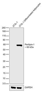 Perilipin 1 Antibody in Western Blot (WB)