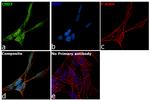 CHD7 Antibody in Immunocytochemistry (ICC/IF)