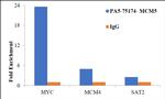 MCM5 Antibody in ChIP Assay (ChIP)