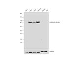 PLA2G4A Antibody in Western Blot (WB)