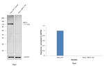 UBE1L Antibody in Western Blot (WB)