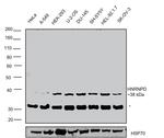 hnRNP D Antibody in Western Blot (WB)