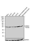 Aldolase A Antibody in Western Blot (WB)