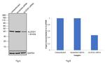 Aldolase A Antibody in Western Blot (WB)