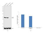 PRKAR1A Antibody in Western Blot (WB)