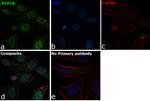 DCP1A Antibody in Immunocytochemistry (ICC/IF)