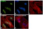 hnRNP A1 Antibody in Immunocytochemistry (ICC/IF)