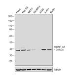 hnRNP A1 Antibody in Western Blot (WB)