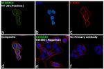 S100A10 Antibody