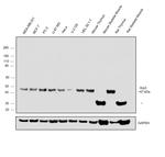 Arp3 Antibody