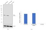 Arp3 Antibody in Western Blot (WB)