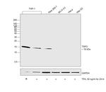 TSPO Antibody