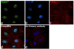 TRIB3 Antibody in Immunocytochemistry (ICC/IF)