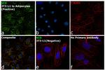 SCD Antibody in Immunocytochemistry (ICC/IF)