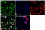 XRCC3 Antibody in Immunocytochemistry (ICC/IF)